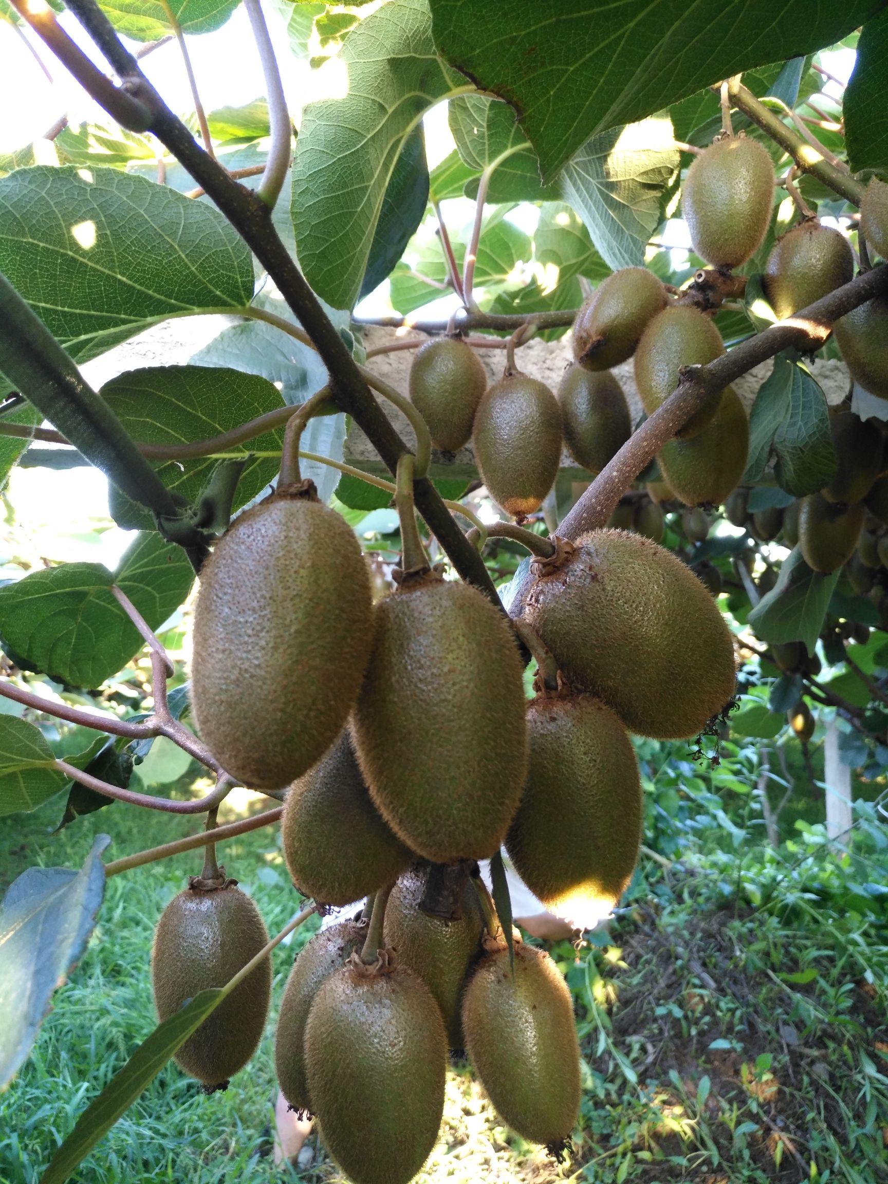 陜西周至 正宗翠香與徐香獼猴桃，不甜不要錢的品質承諾