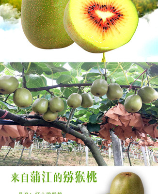 四川紅心獼猴桃 現摘現發的新鮮佳果