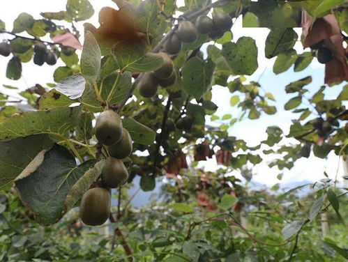 德威鎮海子村 200畝獼猴桃挑大梁，甜蜜產業富鄉村