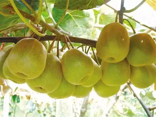 黑山北門4萬斤獼猴桃待售，呼吁社會力量助果農渡難關